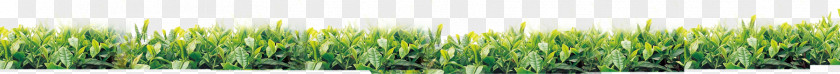 Tea Tree Wheatgrass Green Font PNG