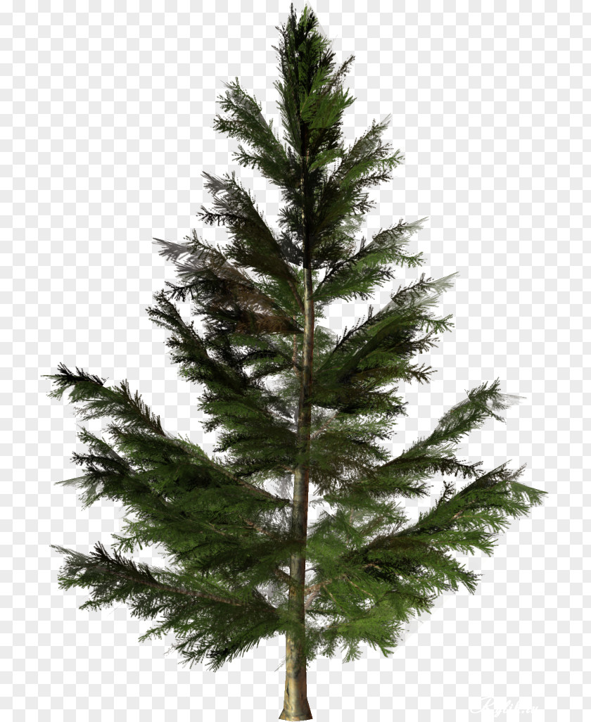 Vigor Green Trees Pictures Tree Fir Conifers Pine Plant PNG