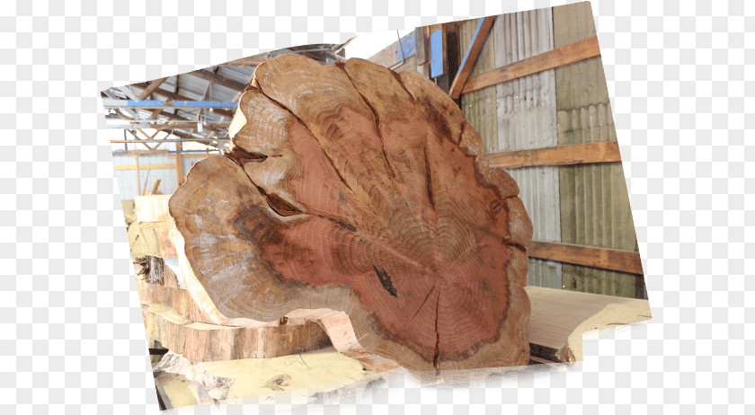 Wood Slab Eaglehawk, Victoria Concrete Live Edge Building Materials PNG