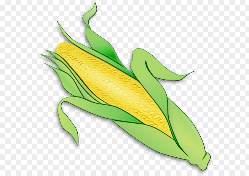 Corn On The Cob Watercolor Leaf PNG