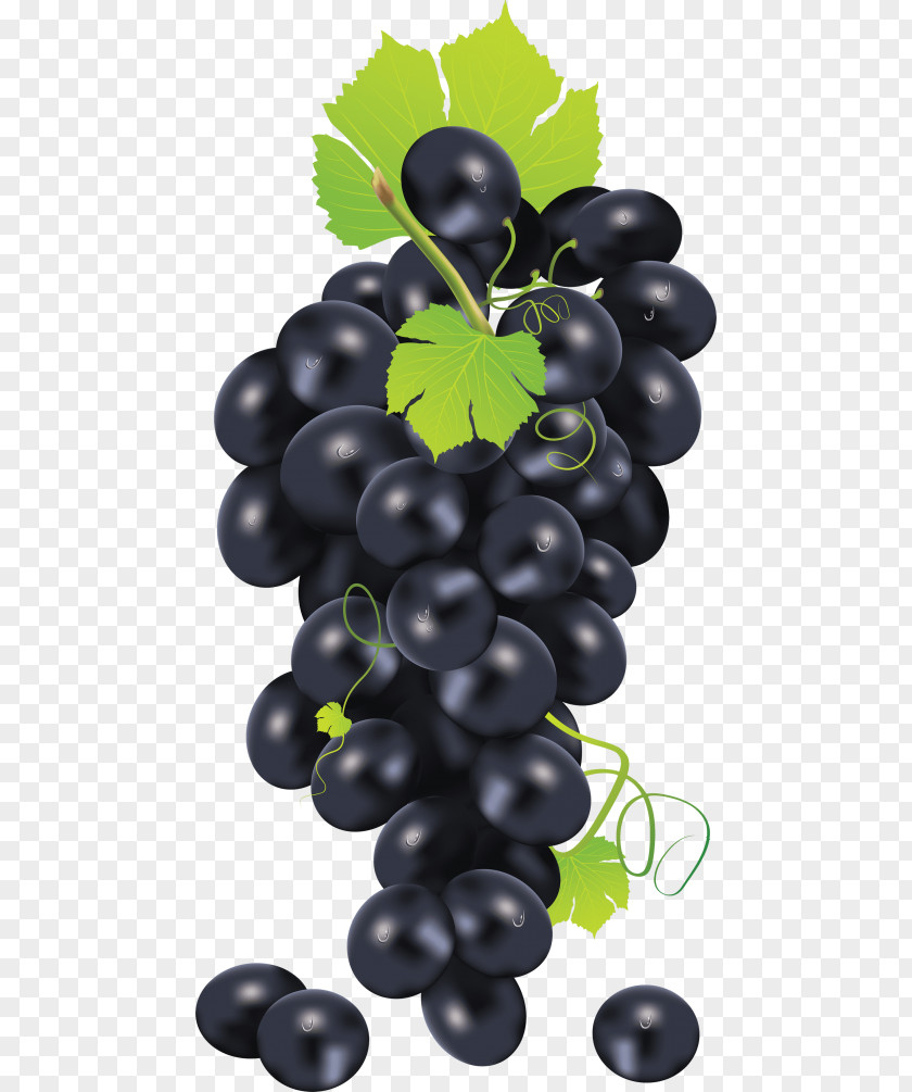Grape Common Vine Seed Oil Clip Art Vector Graphics PNG