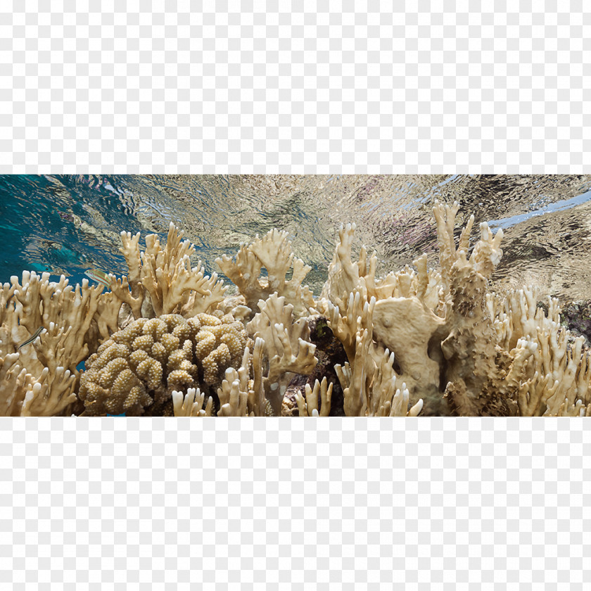 Photographer Canvas Print Underwater Photography PNG