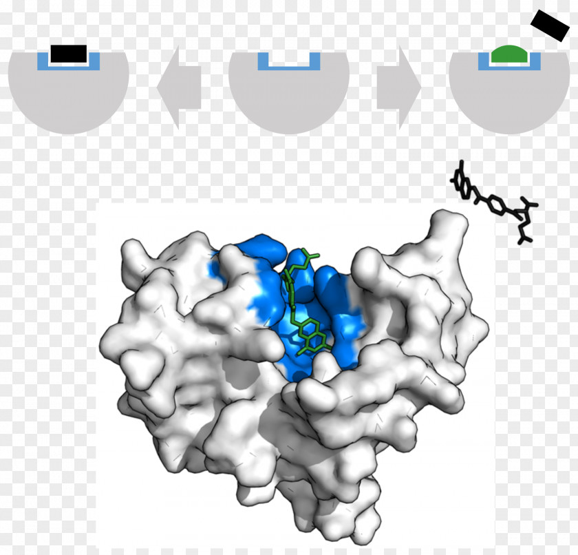 Reductase Enzyme Inhibitor Dihydrofolate Catalysis Active Site PNG