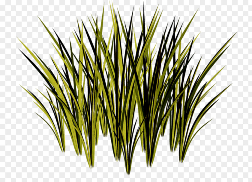 Simple Green Grass Herbaceous Plant Clip Art PNG