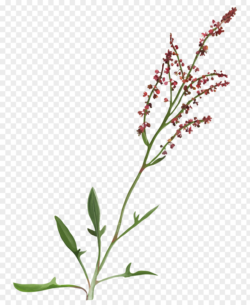 Sorrel Rumex Acetosella Yarrow Perennial Plant Herb PNG
