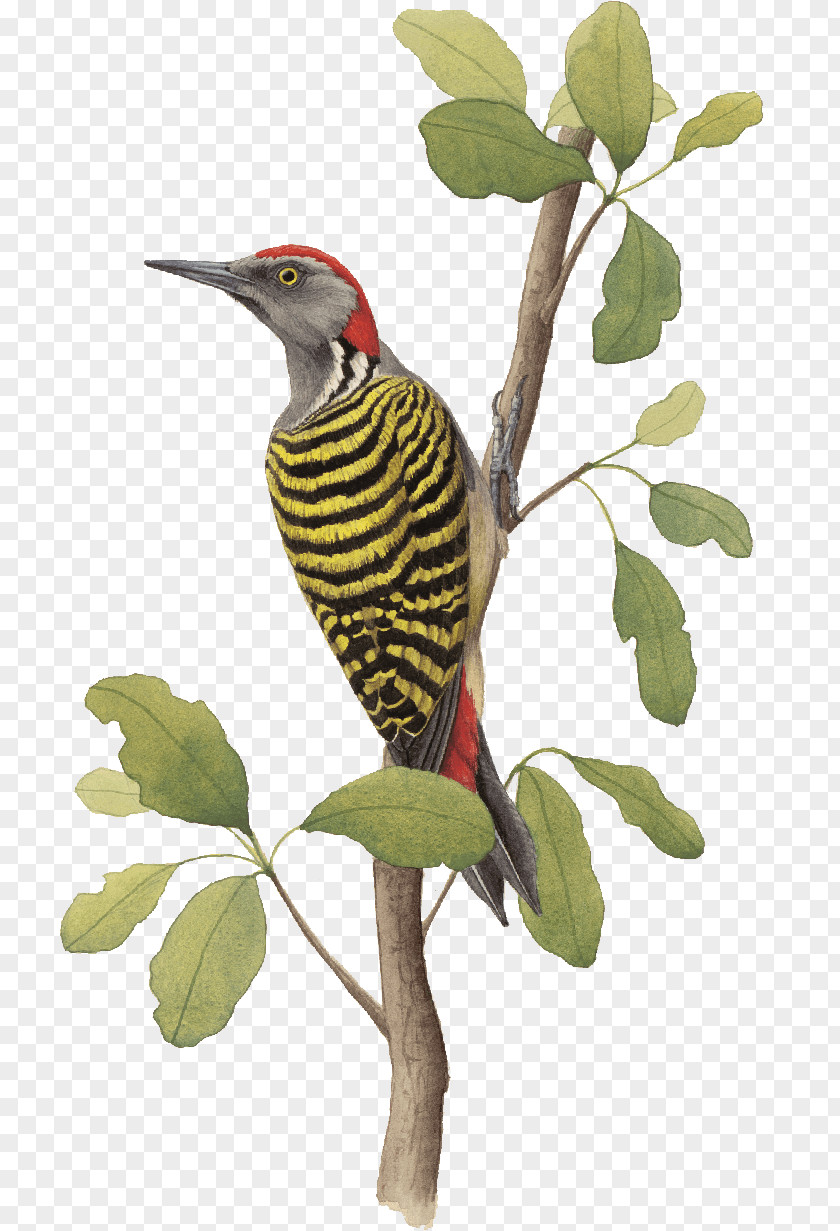 Bird Hispaniola Woodpecker Endemism Alas Colores PNG