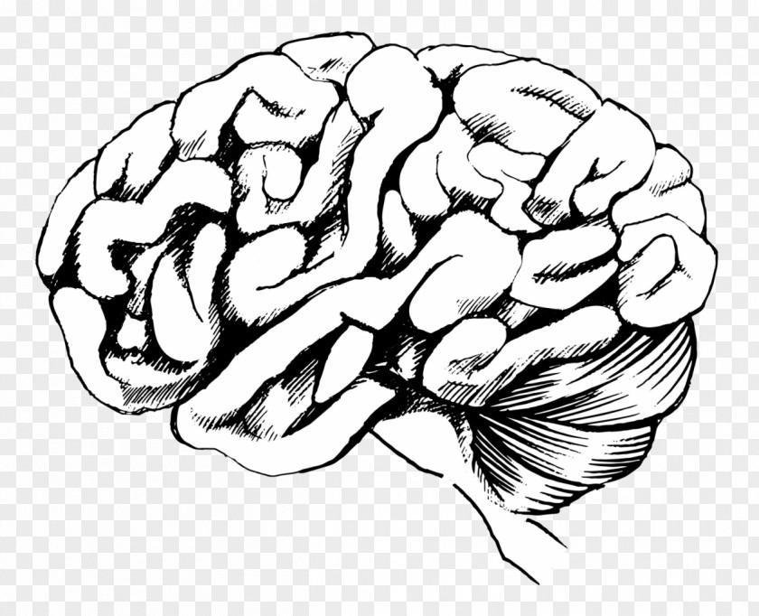 Brain Human Medulla Oblongata Lobes Of The PNG