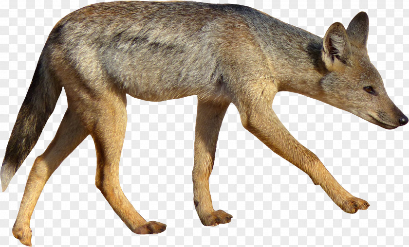 Dog Coyote Side-striped Jackal Black-backed PNG