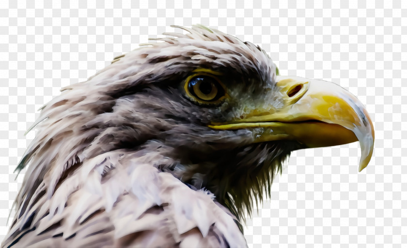 Hawk Bald Eagle Bird Beak Of Prey Accipitridae PNG