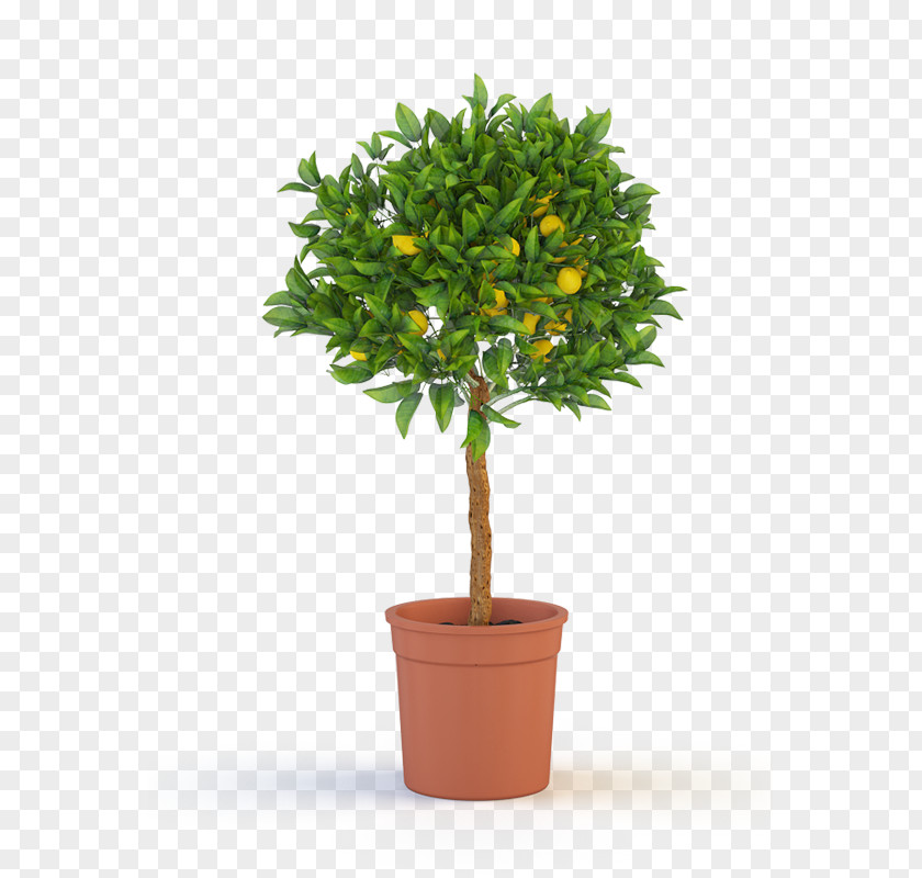 Lemontree Ficus Microcarpa Weeping Fig Houseplant Garden Rubber PNG