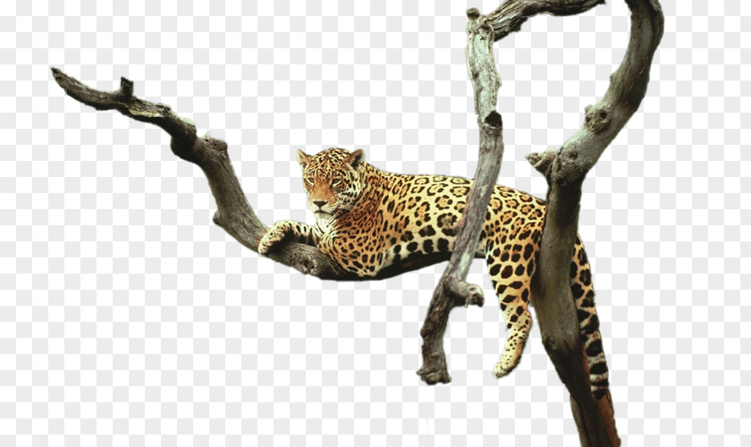 Leopard Cheetah Jaguar Animal PNG