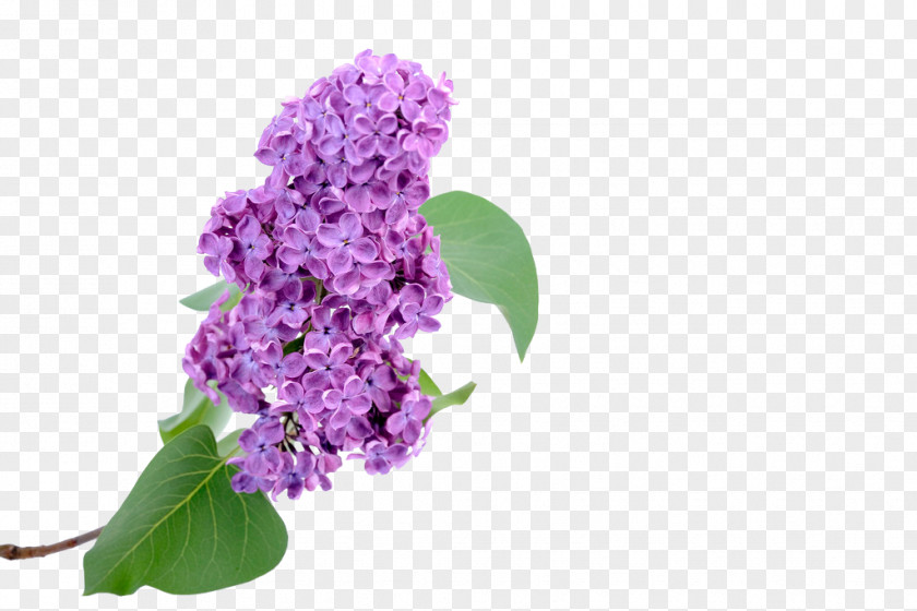 Lilac Euclidean Vector Hyacinth PNG