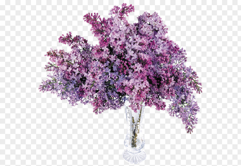 Lilac Flower Common Clip Art PNG