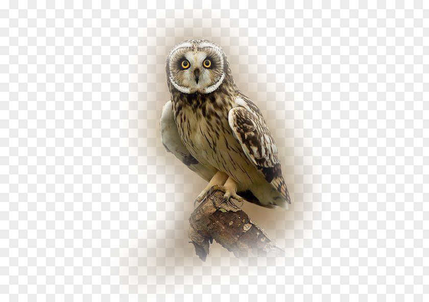 Owl Great Grey Bird Tawny Short-eared PNG