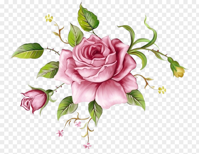 Petal Rose Family Garden Roses PNG