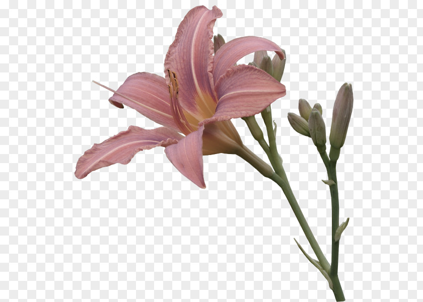 Pink Flower Lily Decorative Pattern Transparency And Translucency PNG