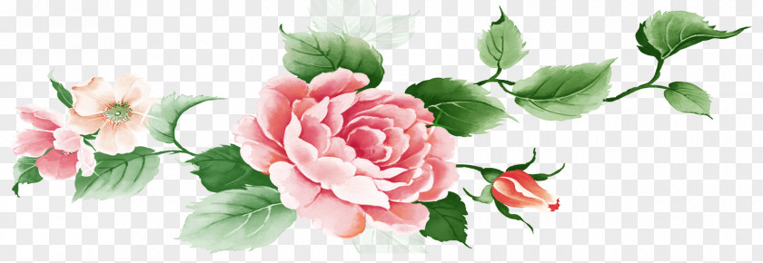 Rose Moutan Peony Garden Roses Motif PNG
