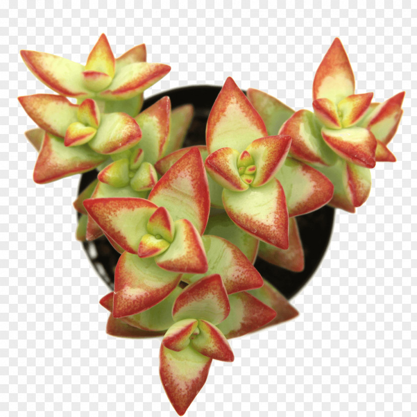Suculent Pigmyweeds Succulent Plant Crassula Perforata Cactaceae PNG