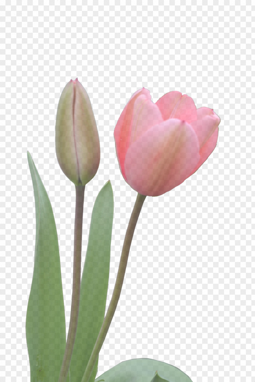 Tulip Plant Stem Cut Flowers Bud Petal PNG