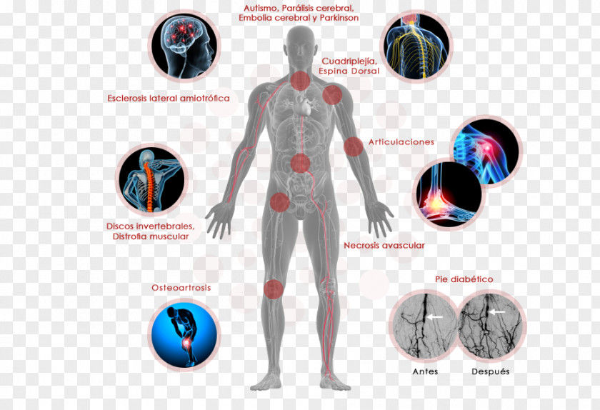 Body Stem Cell Stem-cell Therapy Human PNG