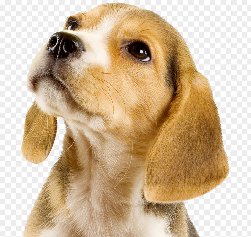 Puppy Dog Breed Beagle Beer Cat PNG