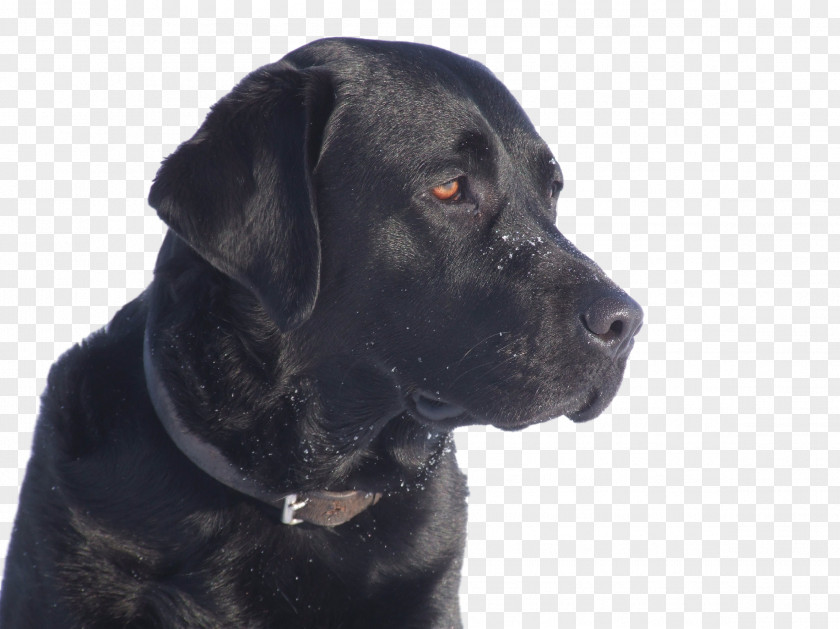 Puppy Labrador Retriever Cane Corso Dog Breed Vertebrate PNG