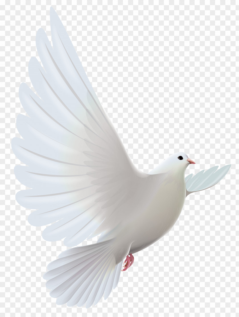 White Dove Transparent Clipart Pigeons And Doves Bird Prayer Clip Art PNG