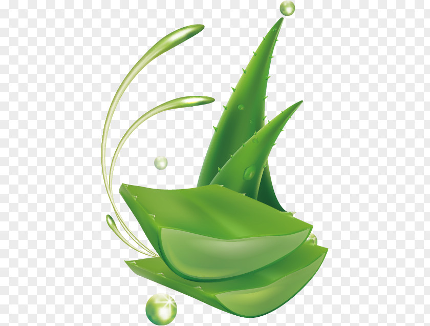 Aloe Vector Vera Lotion PNG