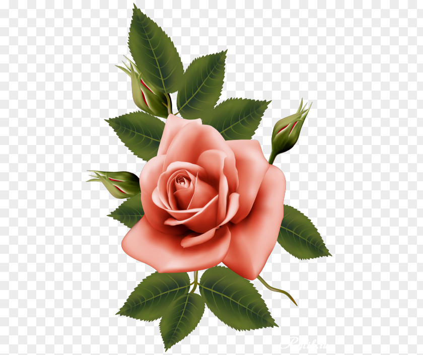 Beautiful Rose Flower Garden Roses PNG