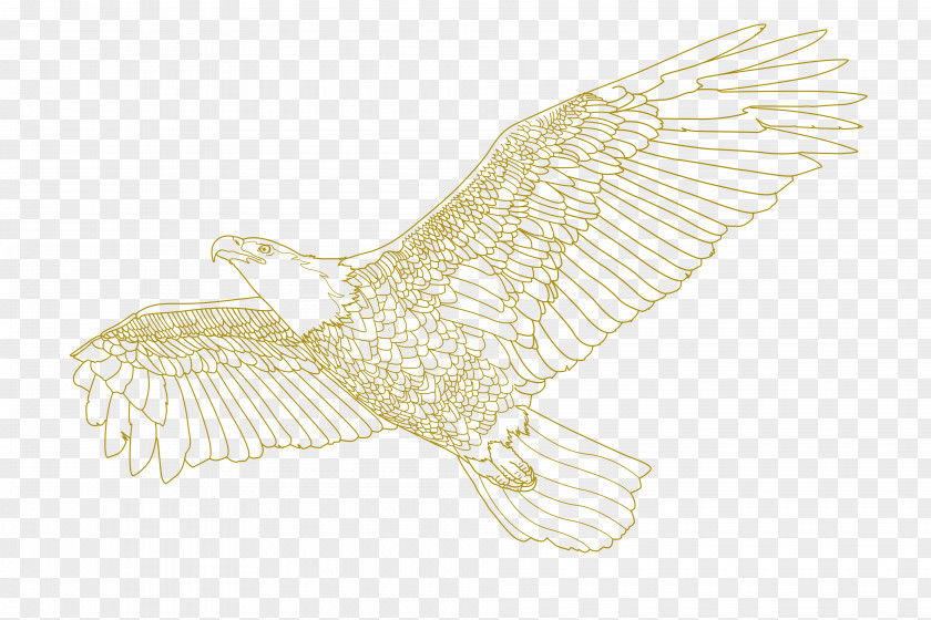 Eagle Owl /m/02csf Hawk Drawing PNG