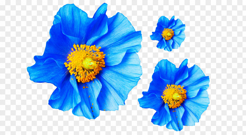 Golden Flowers Poppy Flower Blue Papaver Nudicaule Petal PNG