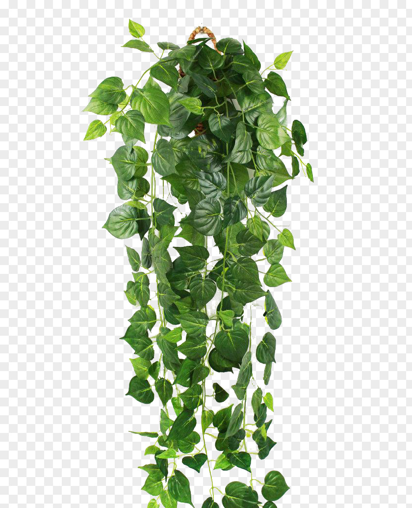 Green Tiger Parthenocissus Tricuspidata Ivy Vine Wall PNG