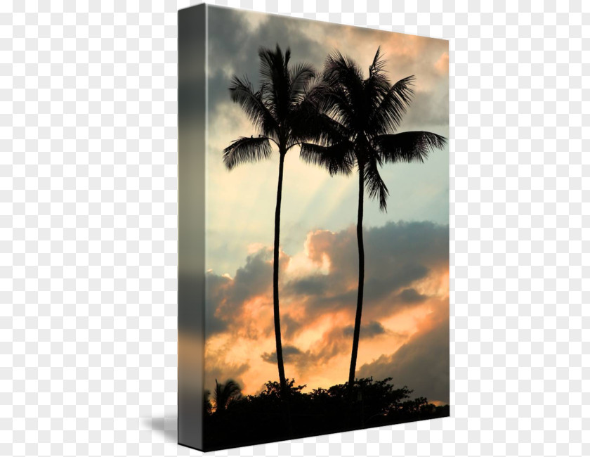 Hawaiian Sunset Asian Palmyra Palm Heartbroken Promises Stock Photography Sky Plc PNG