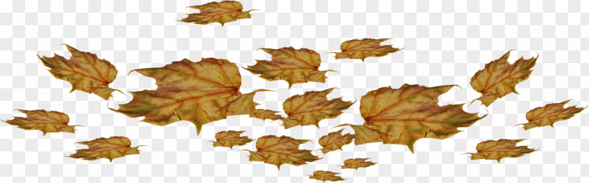 Leaf Clip Art PNG