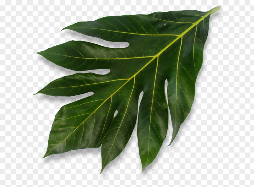 Leaf PNG