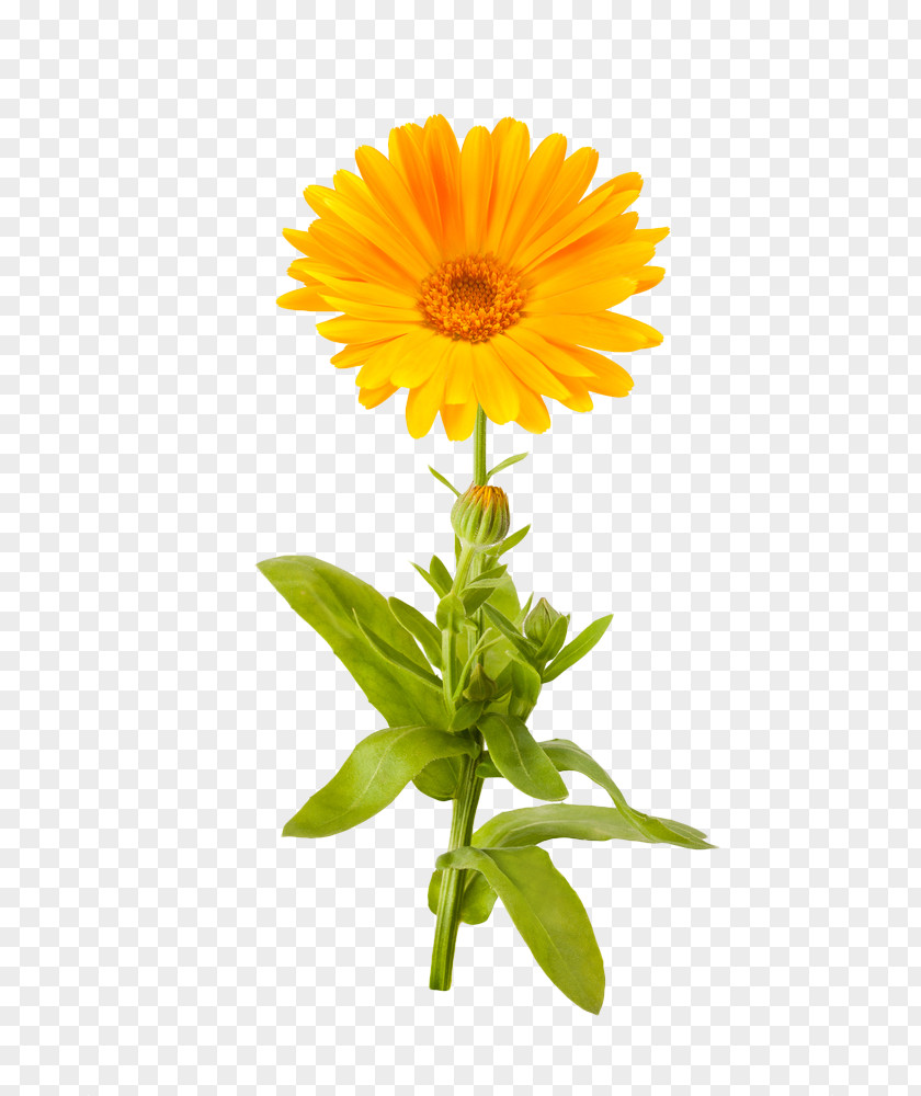 Marigold Picture Calendula Officinalis Mexican Flower Stock Photography PNG