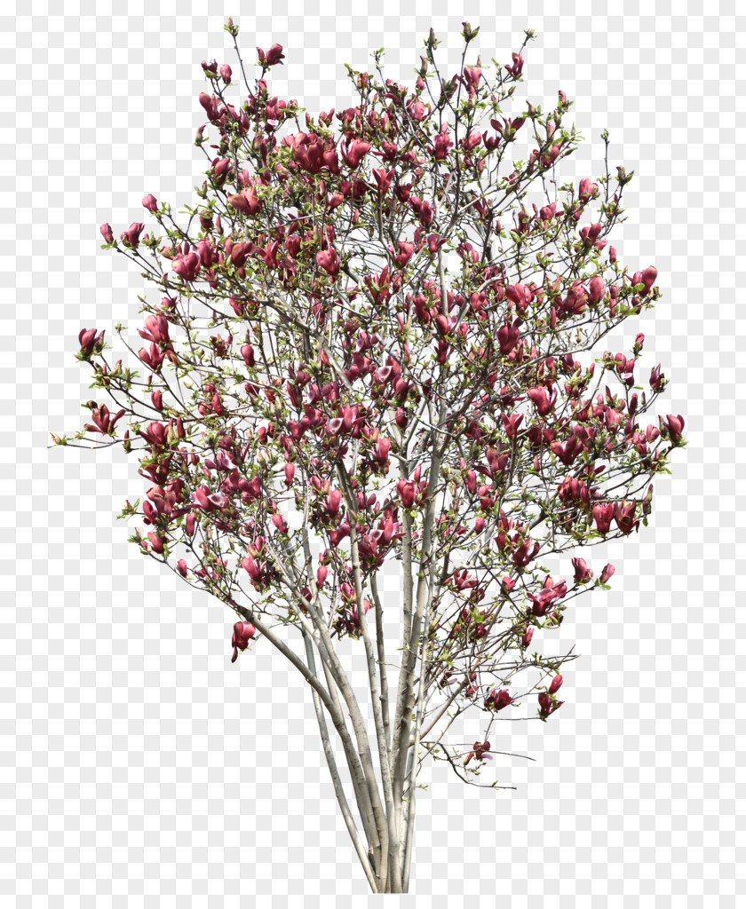 Myrtle Tree Southern Magnolia Chinese Clip Art PNG