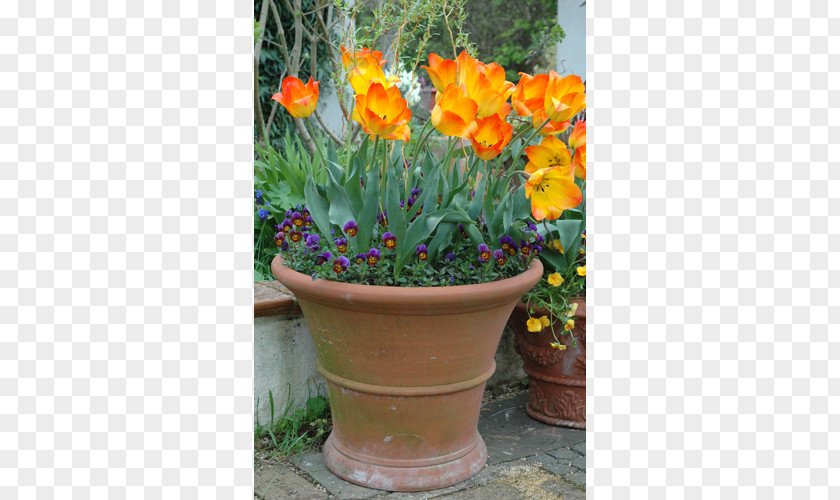 Plant Flowerpot Garden Terracotta Houseplant Annual PNG