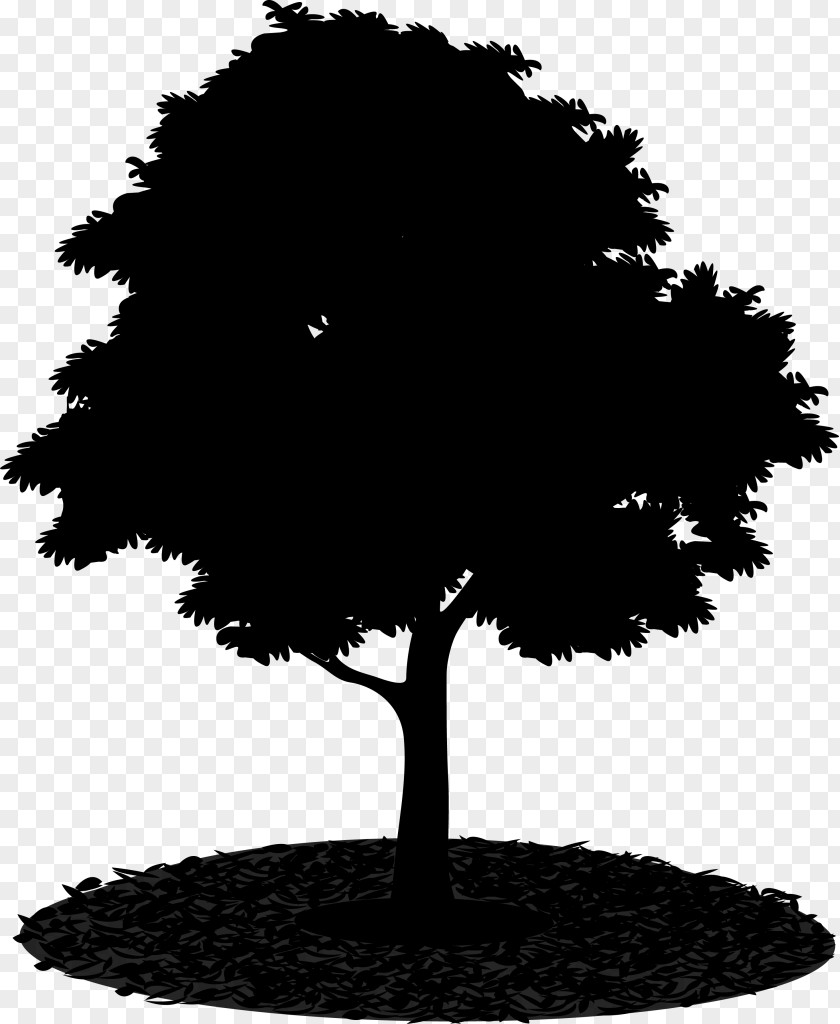 Tree Image PNG