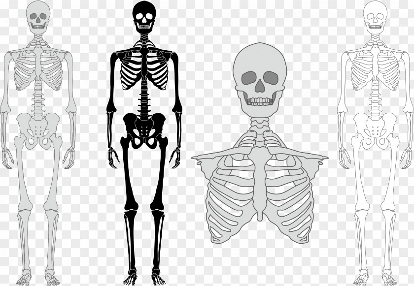 Vector Human Skeleton Bone Euclidean PNG