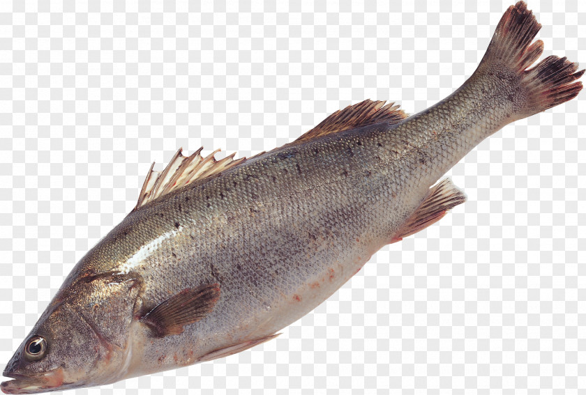 Fish Eel Salmon Food PNG