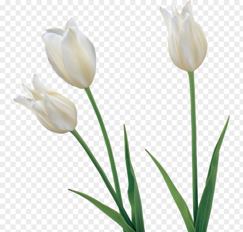 Tulip Flower Clip Art PNG