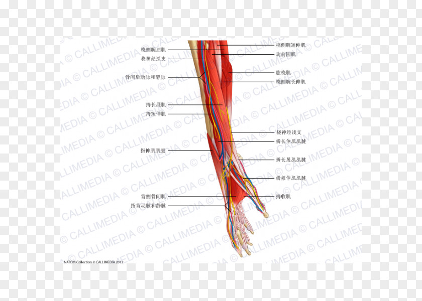 Arm Nerve Forearm Muscle Anatomy PNG
