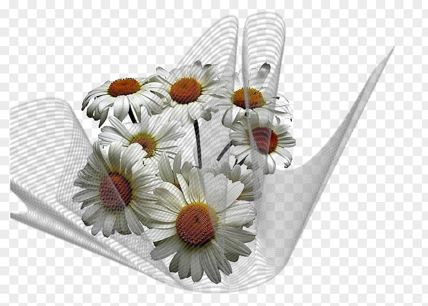 Chamomile Common Daisy Flower Allah PNG