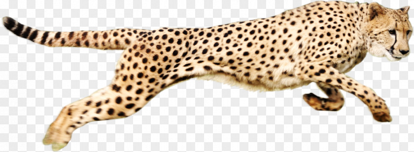 Cheetah Eating Leopard Felidae Clip Art PNG