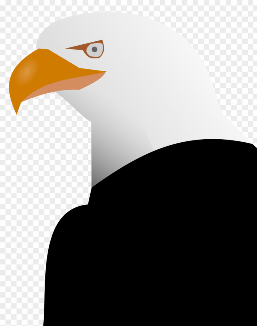 Eagle Histoire Naturelle Carnivore Clip Art PNG