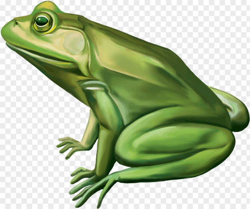 Frog Edible Mallard Duck Toad PNG