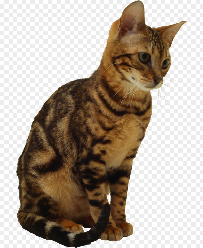 Kitten Savannah Cat Ragdoll Clip Art PNG