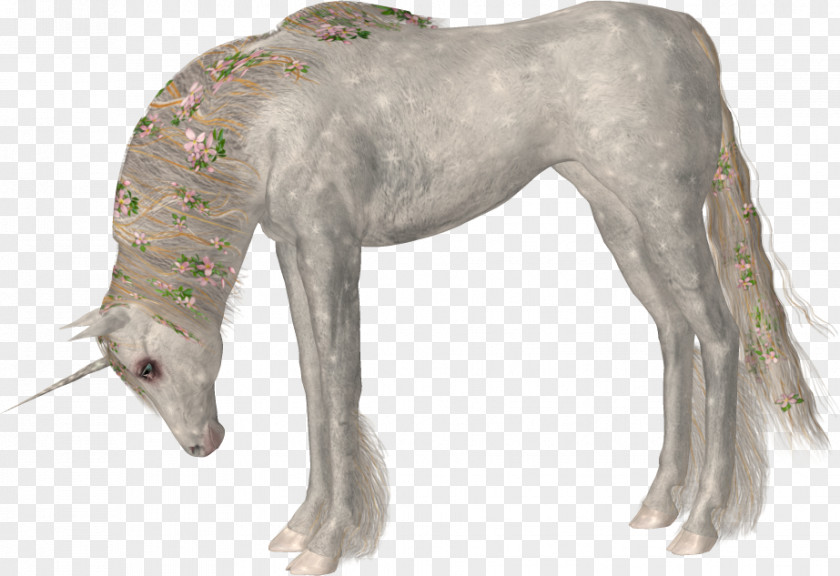 Unicorn Horse PNG