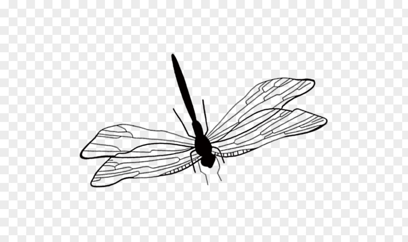Black Hand Painted Dragonfly Butterfly Icon PNG